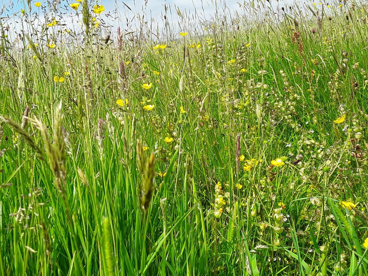 Bell Sykes meadow, June 2019 - Forest of Bowland AONB