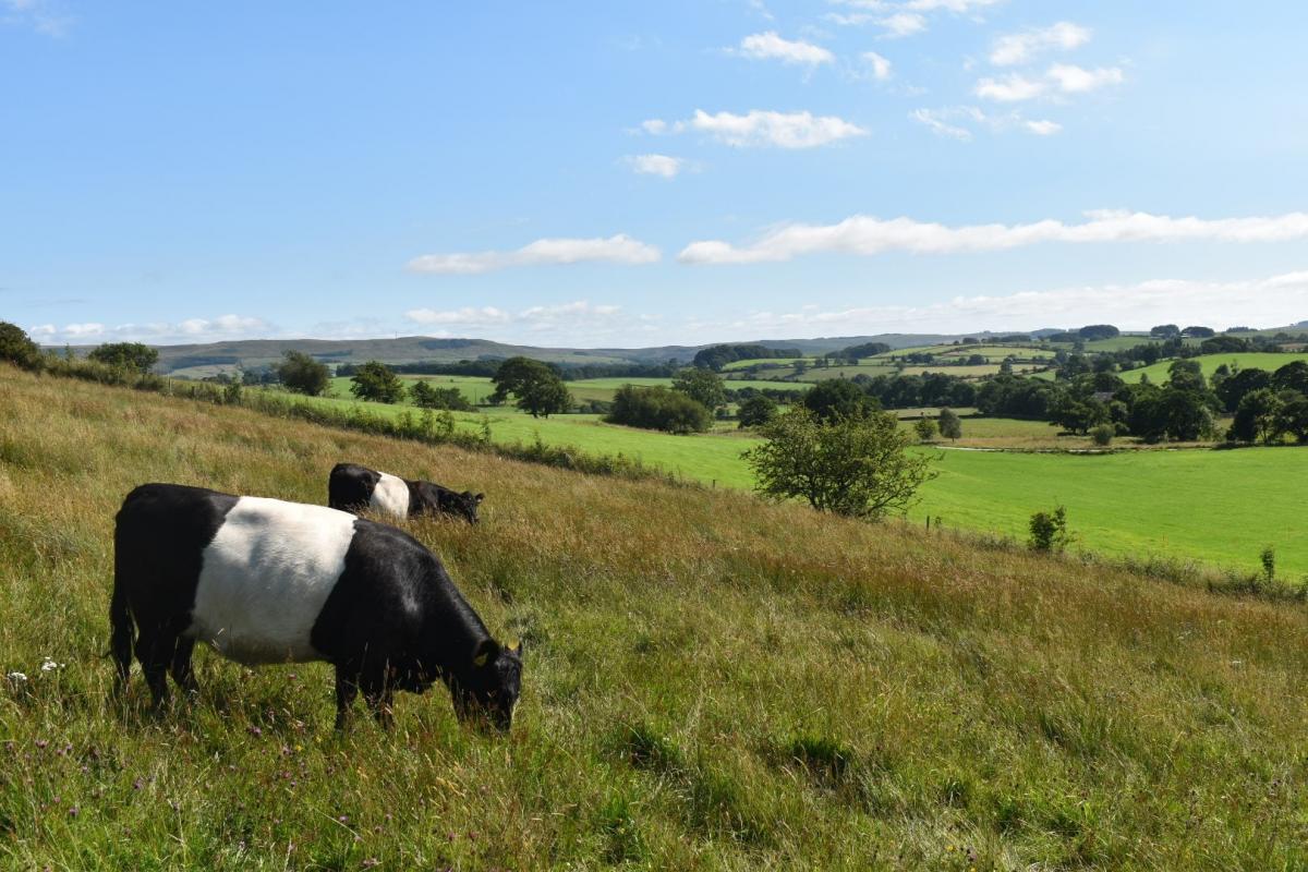 Bowland farming photo
