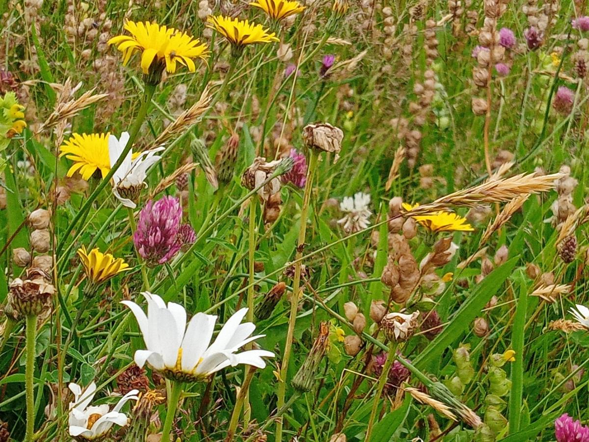Hermitage Field Meadow - Crook O'Lune
