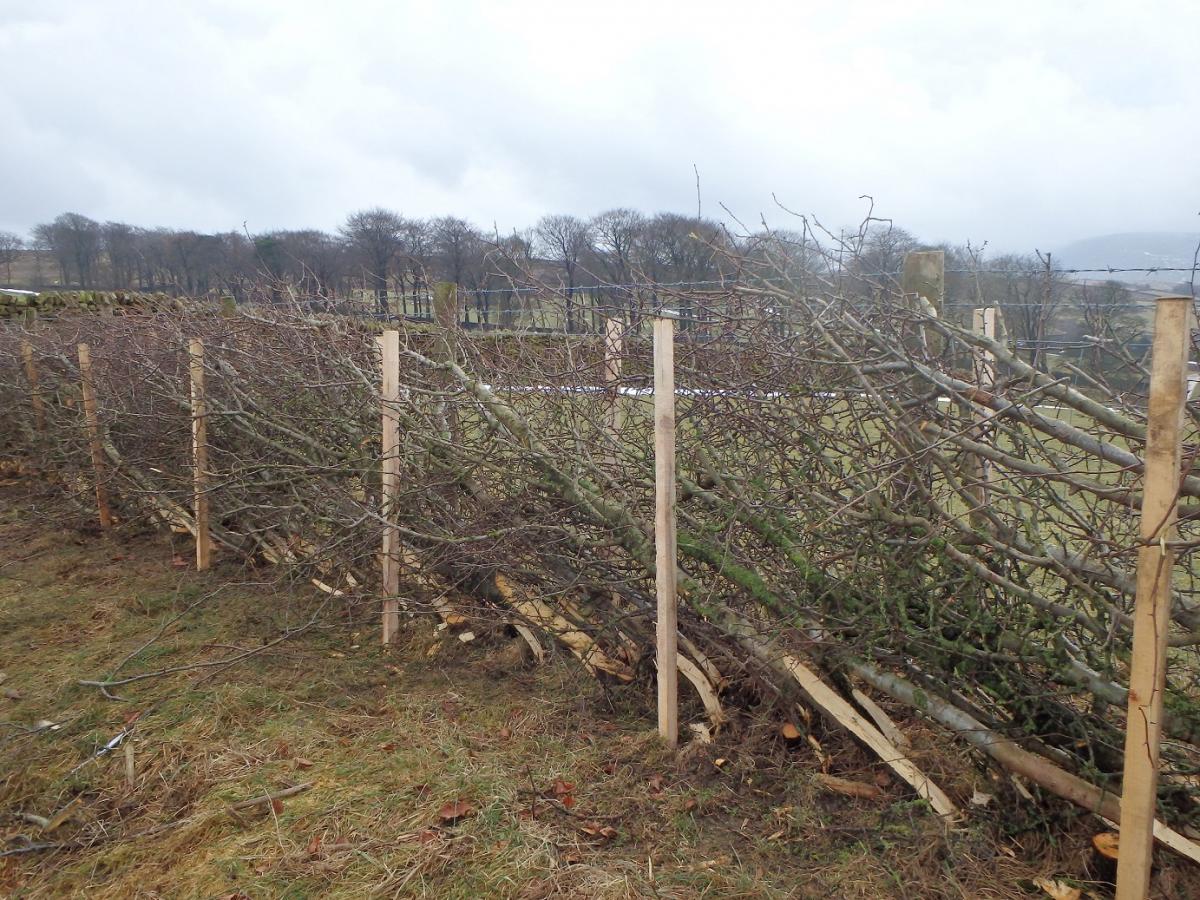 Higher Gills hedge (credit Forest of Bowland AONB)