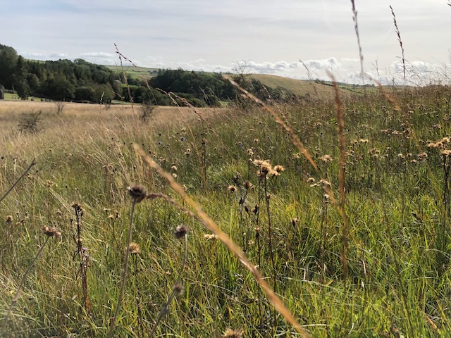 Saw-wort seed heads near Gisburn Forest 2019 Saw-wort seed heads near Gisburn Forest 2019