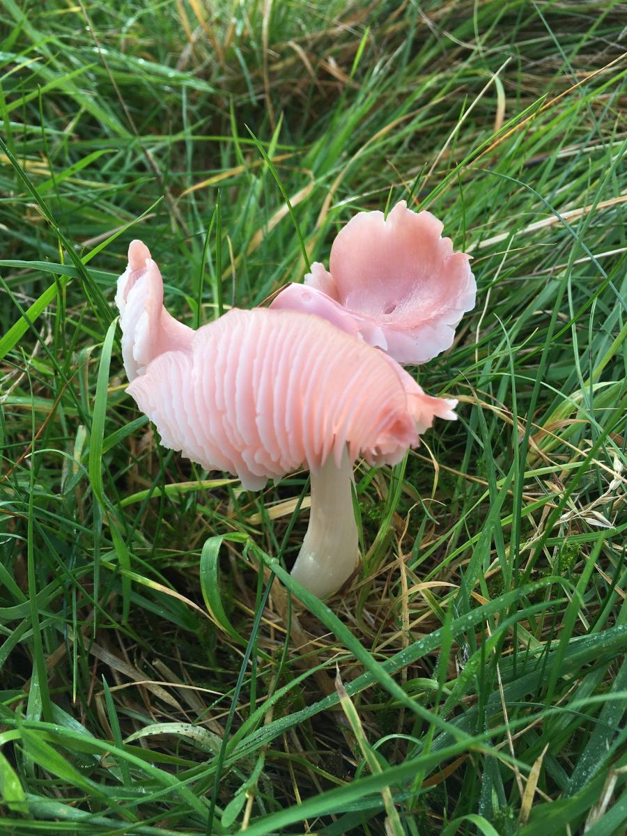 Ballerina waxcap