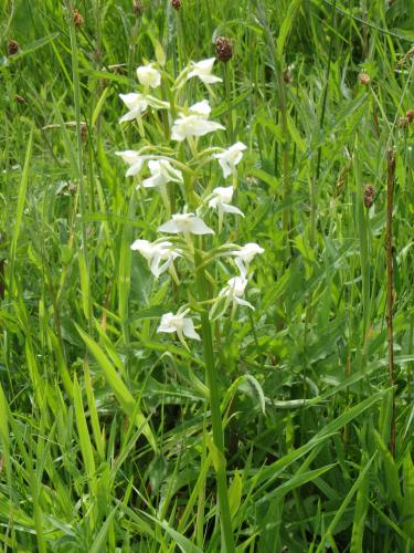 Greater Butterfly Orchid Greater Butterfly Orchid