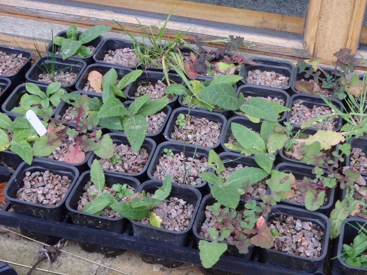 Plug plants in trays Plug plants in trays_Forest of Bowland AONB