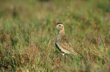 Copyright Chris Gomersall, RSPB Copyright Chris Gomersall, RSPB