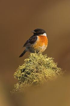 Copyright Ben Hall, RSPB Copyright Ben Hall, RSPB