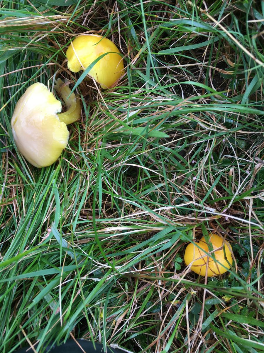 Yellow waxcap