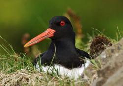 Birds of Bowland